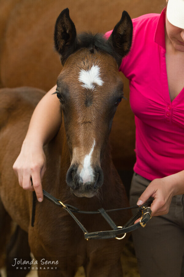 Basistraining jonge paarden