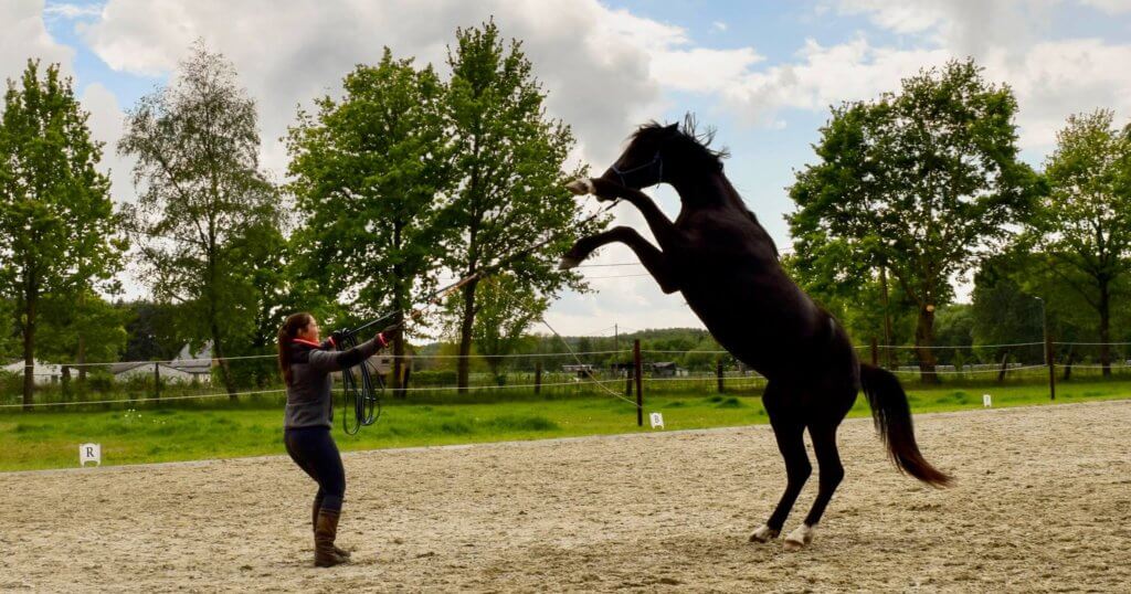 Magali Van der Heyden Gedragsproblemen paard en trainingproblemen