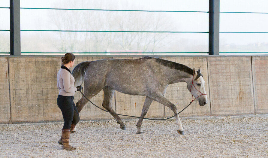 Grondwerk paard longe Magali Van der Heyden