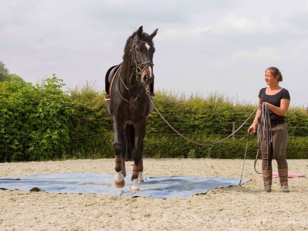 Zadelmak-maken-paard