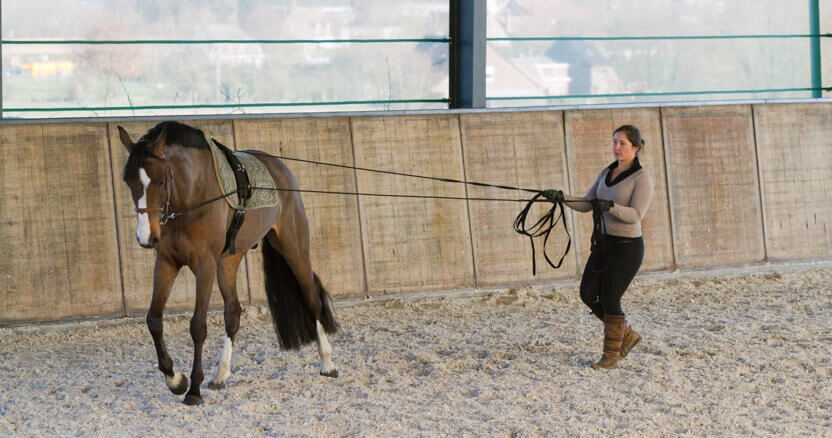 Magali Van der Heyden dubbele longe paard training
meer dan rondjes lopen