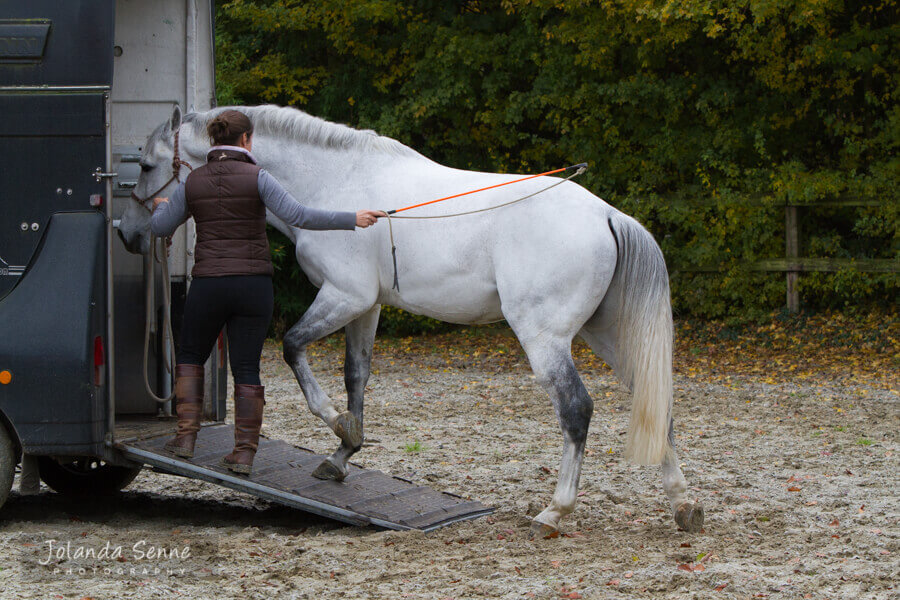 Magali Van der heyden Trailerladen paard